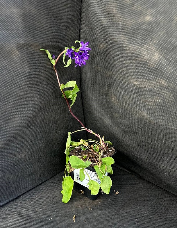 Колокольчик скученный синий 1 шт Р9